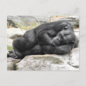 Sleeping Chimpanzee Postcard Briefkaart (Voorkant)