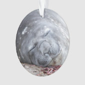 Sleeping elephant seal ornament (voorkant)