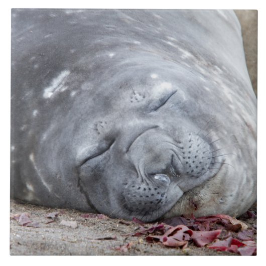 Sleeping elephant seal tegeltje (Voorkant)