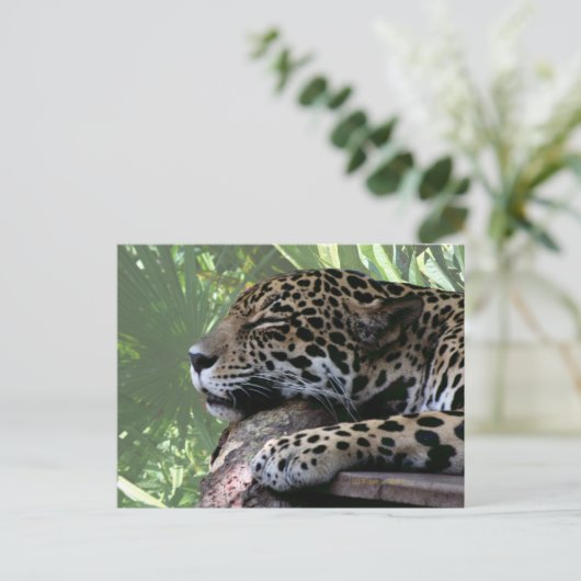 Sleeping Florida jaguar, lichtgroene schijfje teru Briefkaart (Staand voorkant)