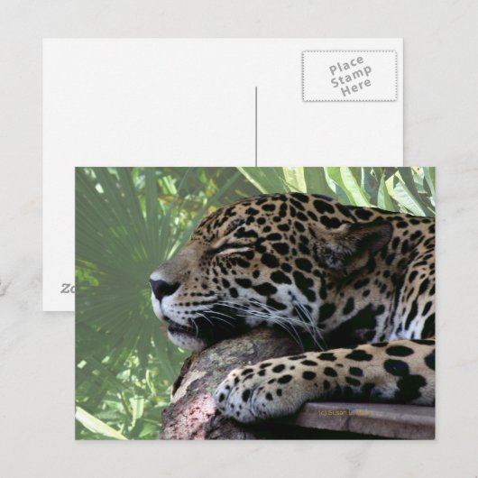 Sleeping Florida jaguar, lichtgroene schijfje teru Briefkaart (Voorkant / Achterkant)