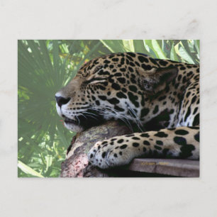 Sleeping Florida jaguar, lichtgroene schijfje teru Briefkaart