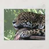 Sleeping Florida jaguar, lichtgroene schijfje teru Briefkaart (Voorkant)