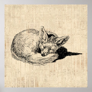 Sleeping Fox geïllustreerd Art Cute  Animal Poster