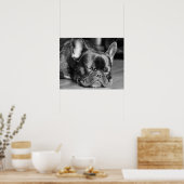 Sleeping French Bulldog Poster (Keuken)
