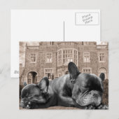 Sleeping French Bulldogs Briefkaart (Voorkant / Achterkant)