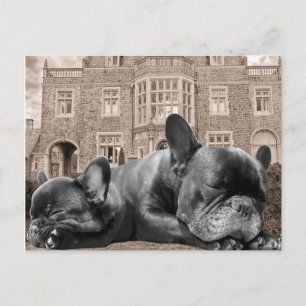 Sleeping French Bulldogs Briefkaart