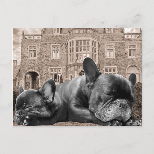 Sleeping French Bulldogs Briefkaart (Voorkant)