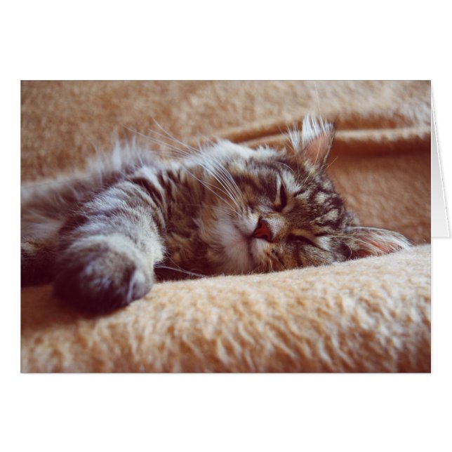 Sleeping Kitten (Voorkant Horizontaal)