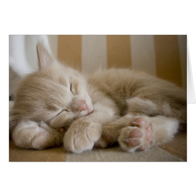 Sleeping Kitten (Voorkant Horizontaal)