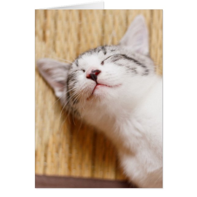 Sleeping Kitten (Voorkant)
