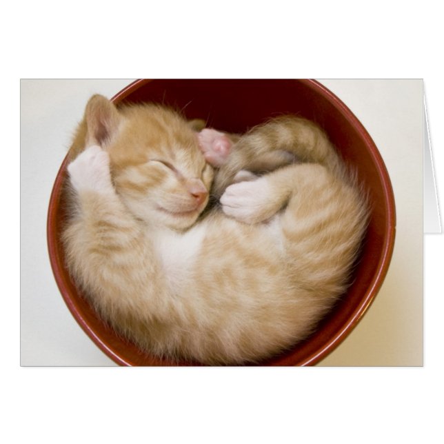 Sleeping Kitten (Voorkant Horizontaal)