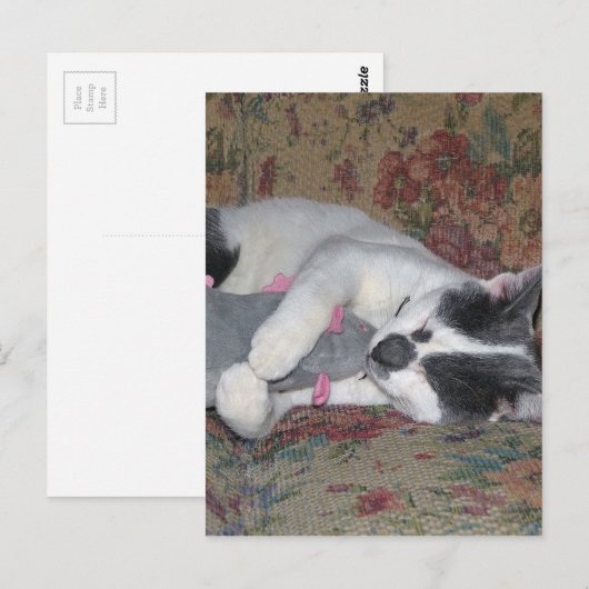 Sleeping Kitten Briefkaart (Voorkant / Achterkant)