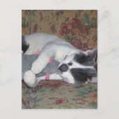 Sleeping Kitten Briefkaart (Voorkant)