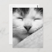 Sleeping Kitten Briefkaart (Voorkant / Achterkant)