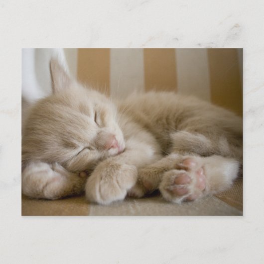 Sleeping Kitten Briefkaart (Voorkant)