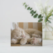 Sleeping Kitten Briefkaart (Staand voorkant)