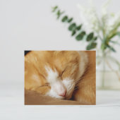 Sleeping Kitten Briefkaart (Staand voorkant)