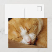 Sleeping Kitten Briefkaart (Voorkant / Achterkant)