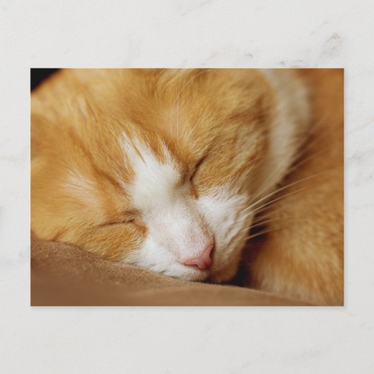 Sleeping Kitten Briefkaart (Voorkant)