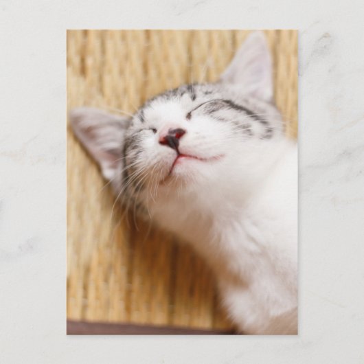 Sleeping Kitten Briefkaart (Voorkant)