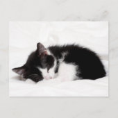 Sleeping Kitten Briefkaart (Voorkant)