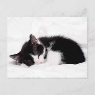 Sleeping Kitten Briefkaart