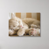Sleeping Kitten Canvas Afdruk (Voorkant)