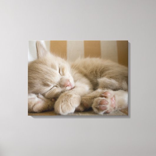 Sleeping Kitten Canvas Afdruk (Voorkant)