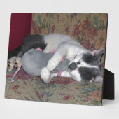 Sleeping Kitten Fotoplaat (Zijkant)