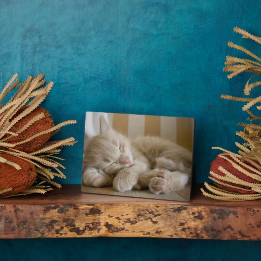 Sleeping Kitten Fotoplaat (Zijkant)