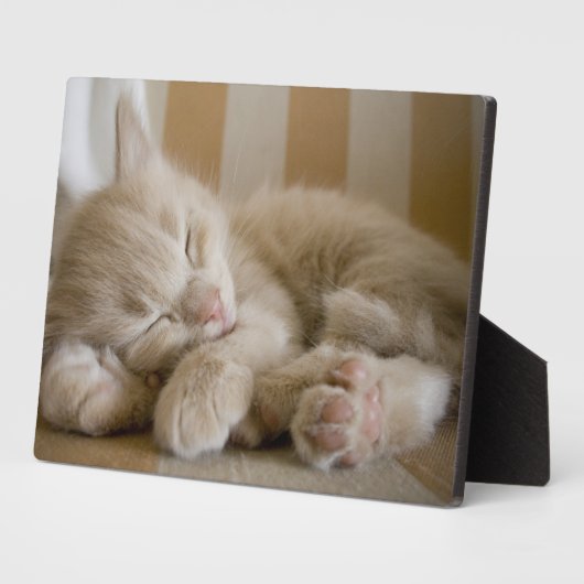 Sleeping Kitten Fotoplaat (Zijkant)