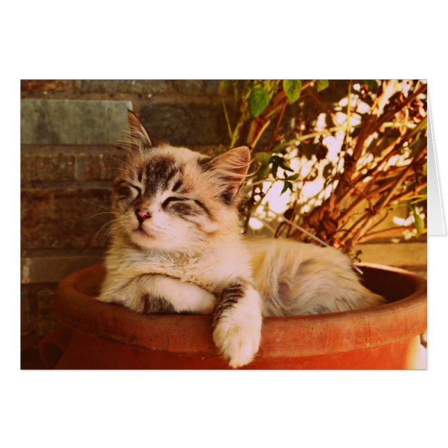 Sleeping Kitten in Pot (Voorkant Horizontaal)