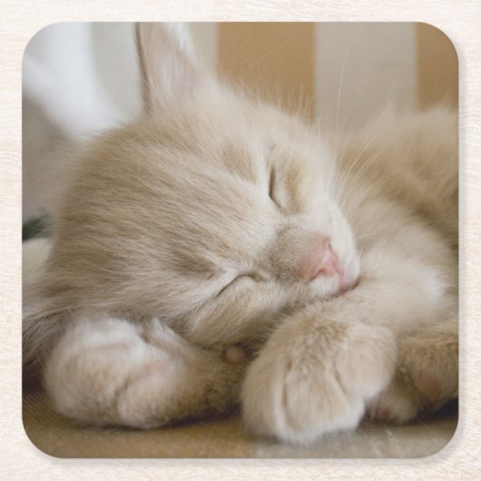 Sleeping Kitten Kartonnen Onderzetters (Voorkant)