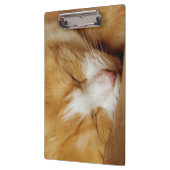 Sleeping Kitten Klembord (Links)
