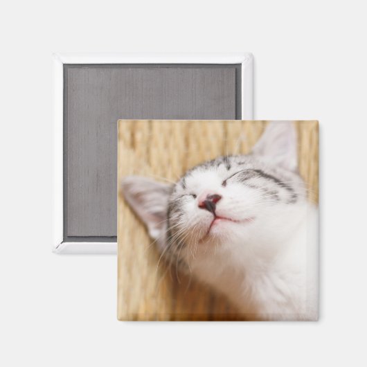 Sleeping Kitten Magneet (Voorkant / Achterkant)