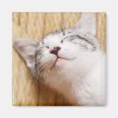 Sleeping Kitten Magneet (Voorkant)