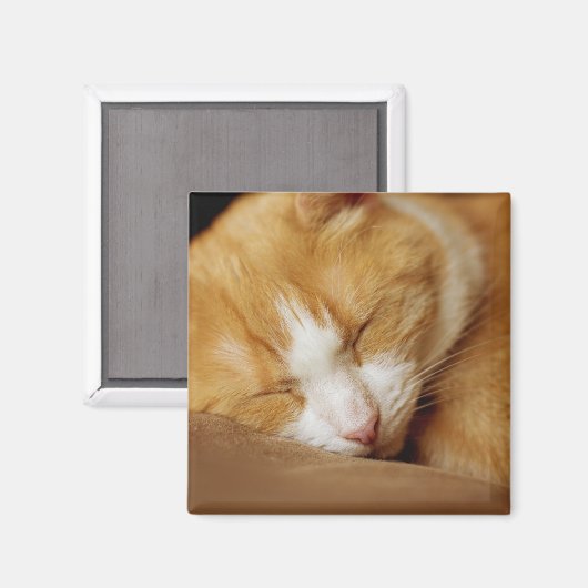 Sleeping Kitten Magneet (Voorkant / Achterkant)
