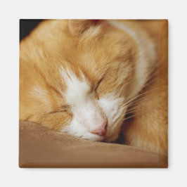 Sleeping Kitten Magneet