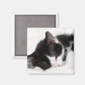 Sleeping Kitten Magneet (Voorkant / Achterkant)