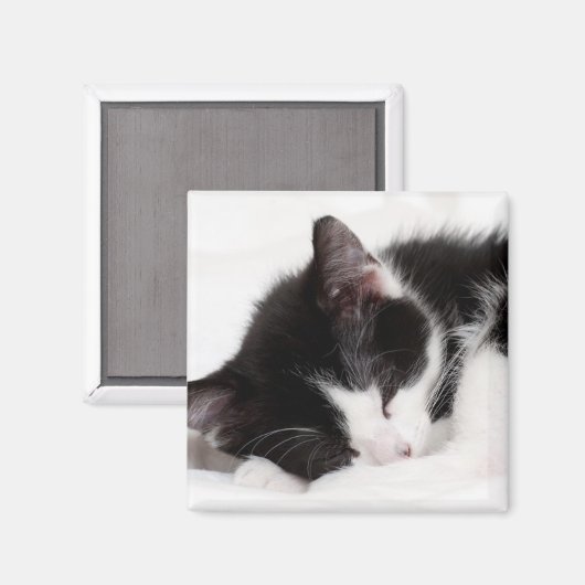 Sleeping Kitten Magneet (Voorkant / Achterkant)