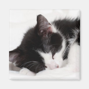 Sleeping Kitten Magneet