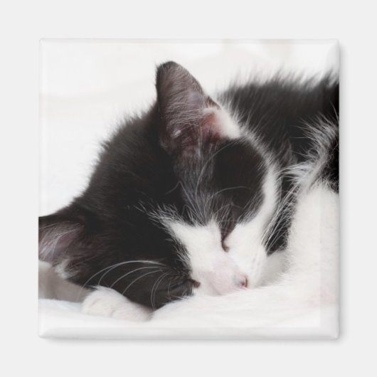 Sleeping Kitten Magneet (Voorkant)