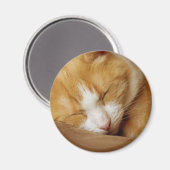 Sleeping Kitten Magneet (Voorkant / Achterkant)
