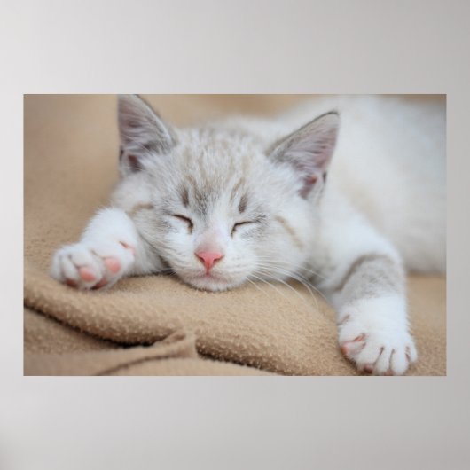Sleeping Kitten Poster (Voorkant)