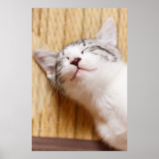 Sleeping Kitten Poster (Voorkant)