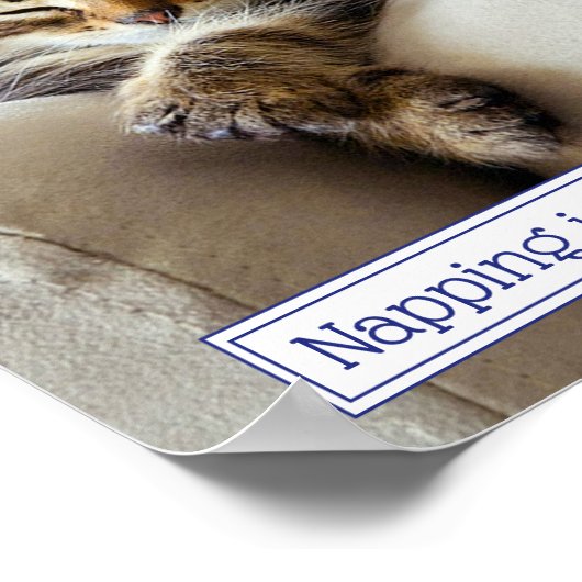 Sleeping Kitten Poster (Hoek)