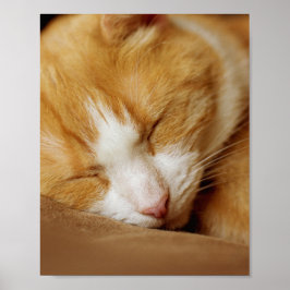 Sleeping Kitten Poster