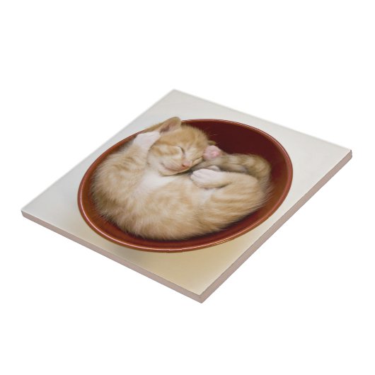 Sleeping Kitten Tegeltje (Zijkant)