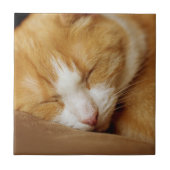 Sleeping Kitten Tegeltje (Voorkant)